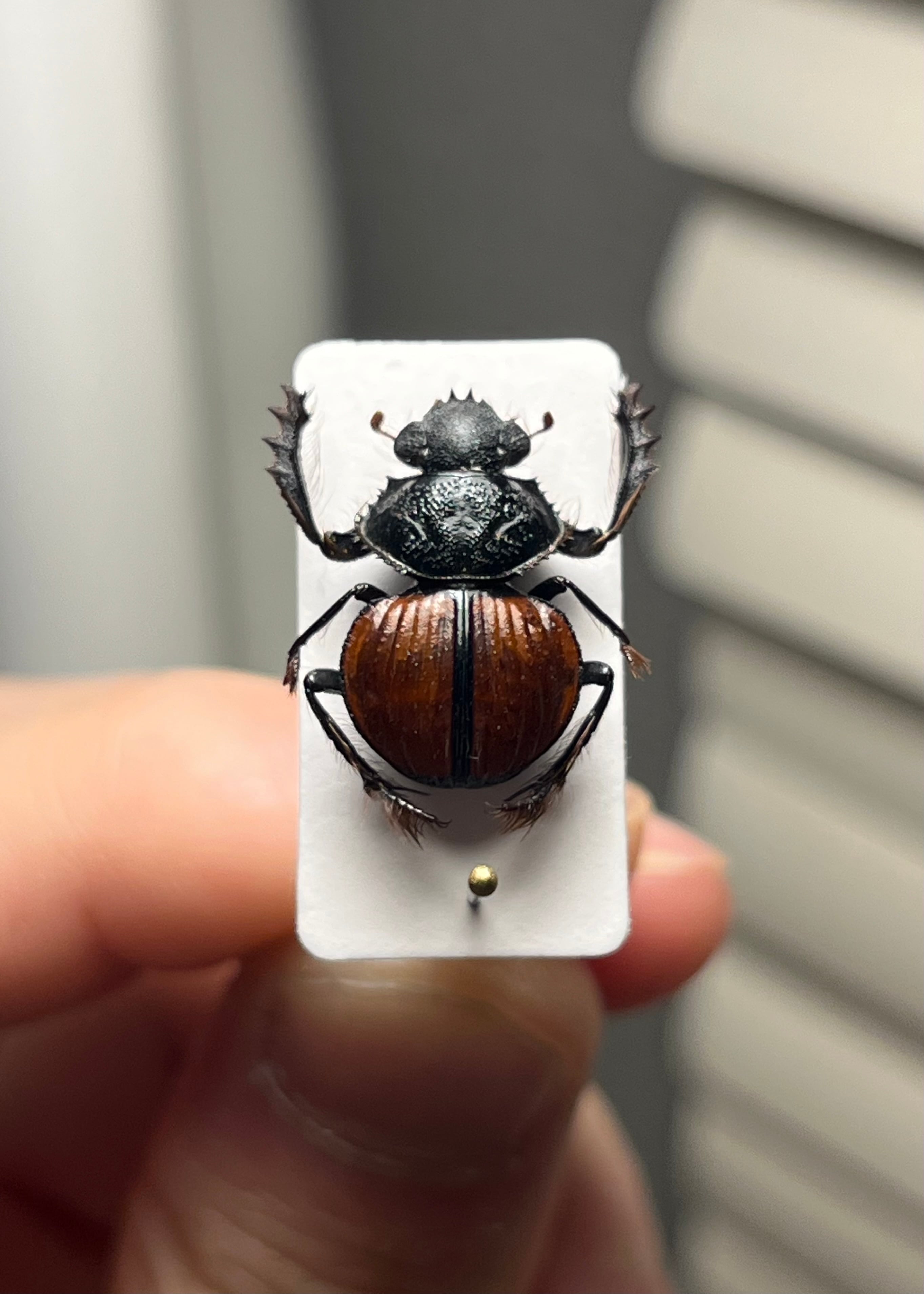 14mm♂】クワガタモドキゴミムシダマシ Calognathus昆虫標本 14mm