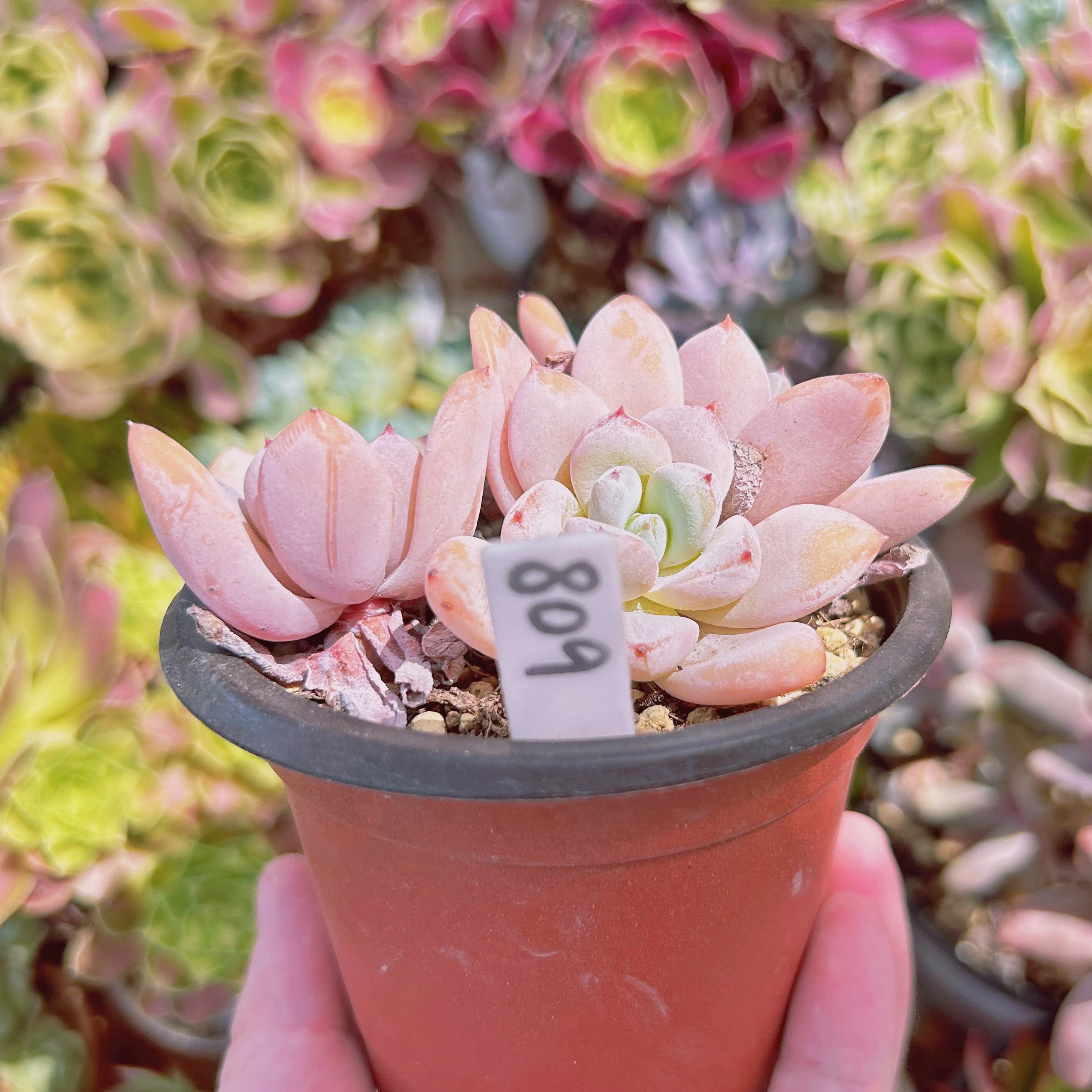 809現物 多肉植物 Echeveria 星雪 抜き苗 | PAY ID