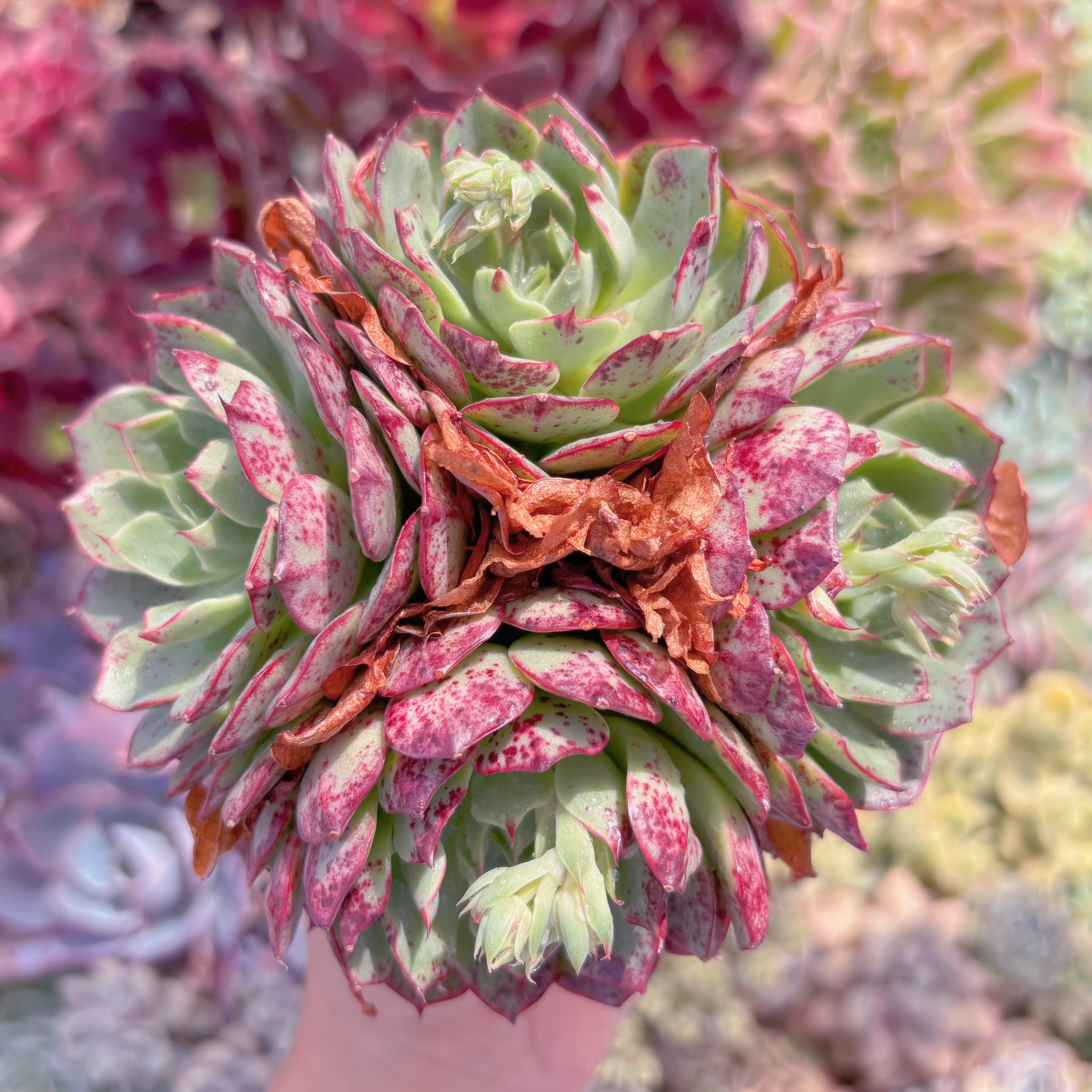 多肉植物　ラブファイヤ　大群生　新入荷　るる農園