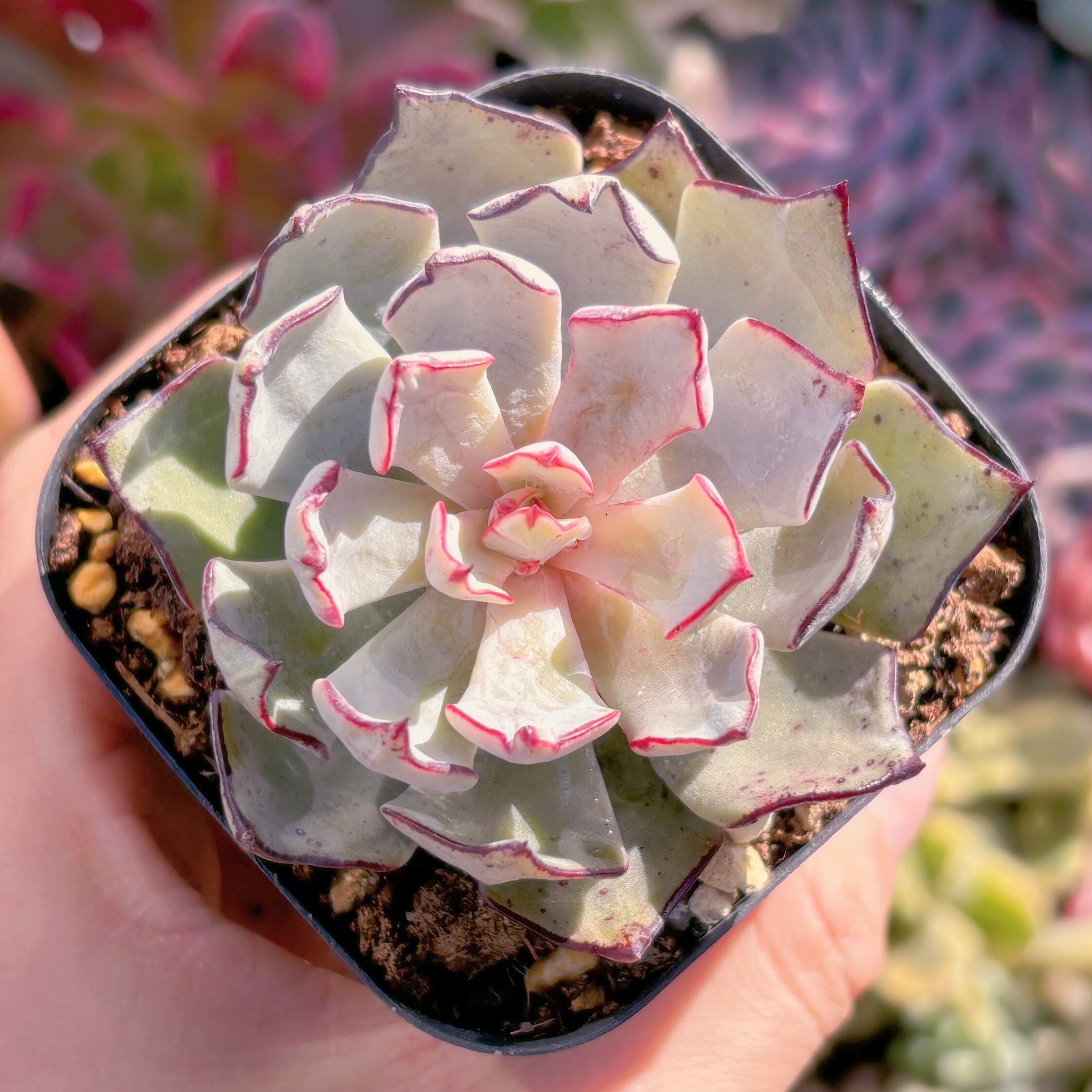 現品　ストリクチフローラ#618　るる農園