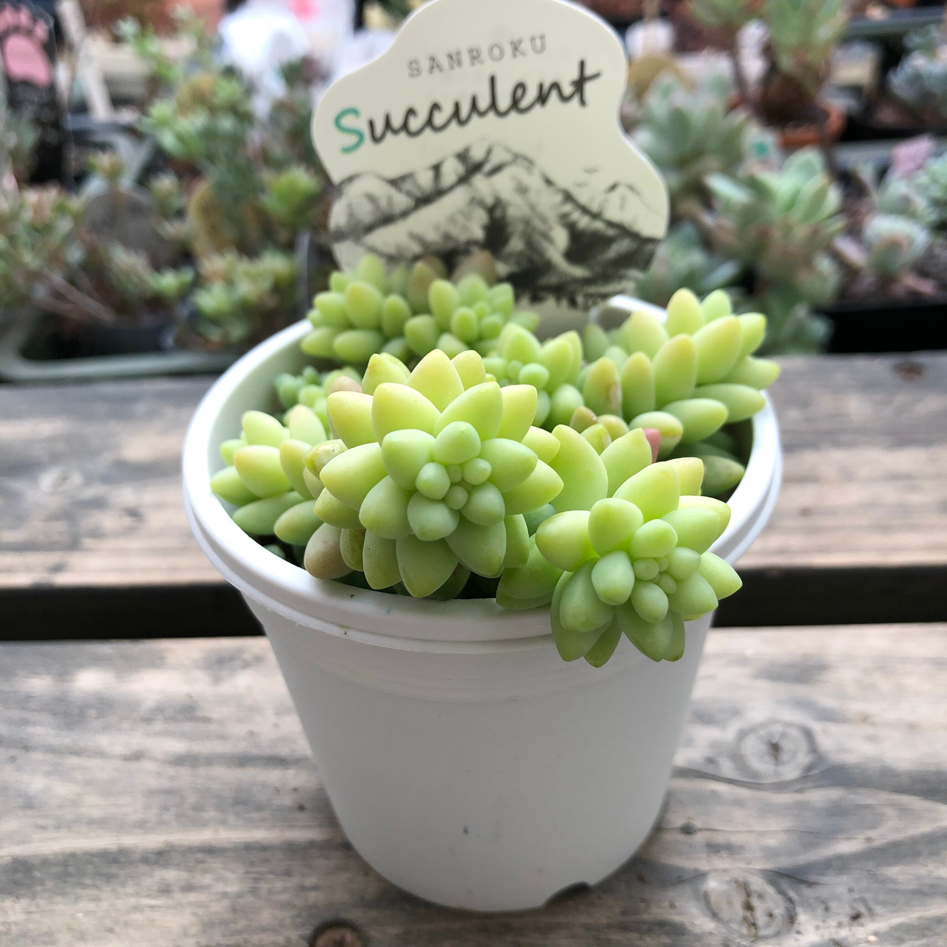 ビアホップ とげとげハウス Sanrokuシリーズ セダム Melty Works 多肉植物 と Dulton プランター のお店 ビアホップ とげとげハウス Sanrokuシリーズ セダム Melty Works 多肉植物 と Dulton プランター のお店