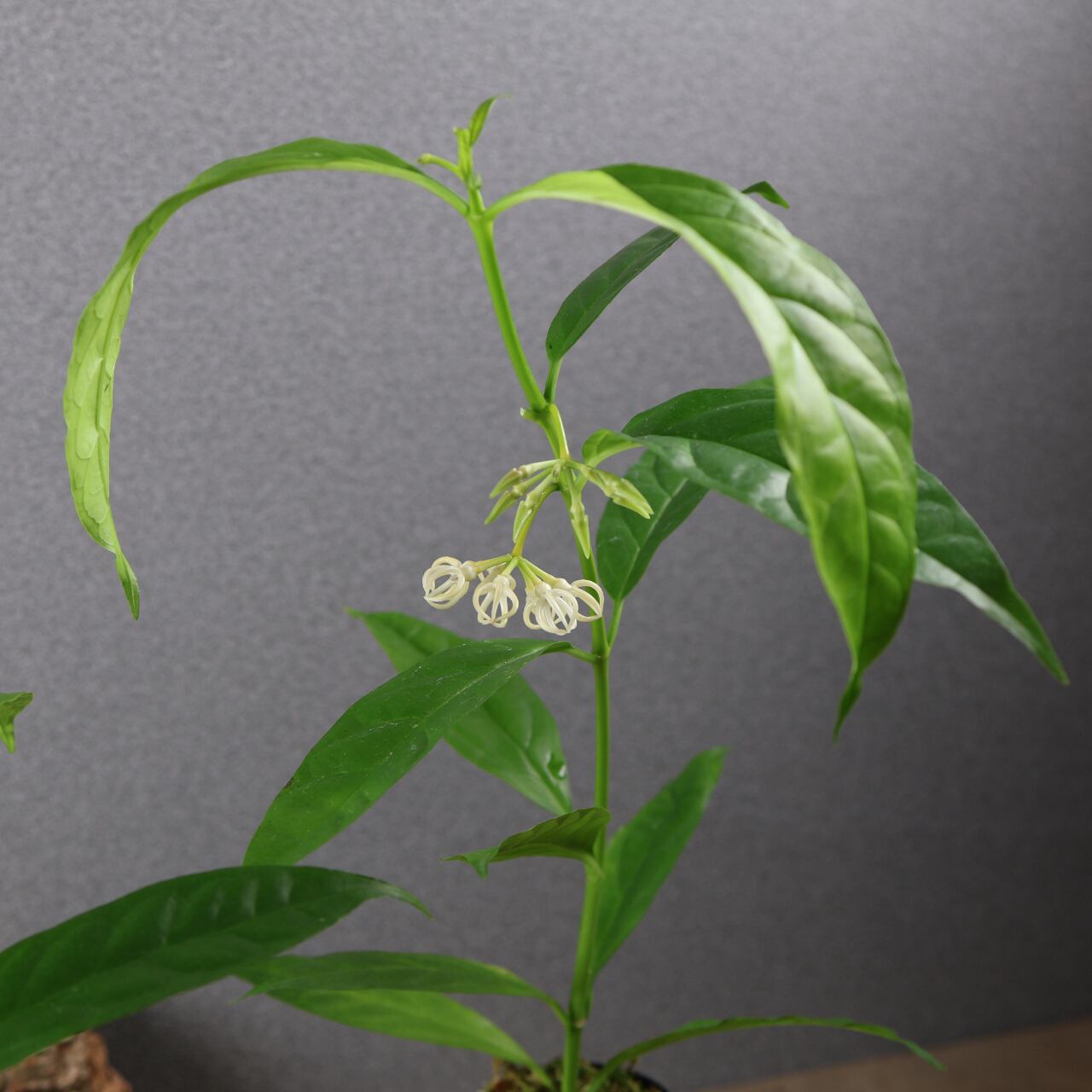 600『ホヤ デシプラエ』花苗【送料無料】 | MARX PLANTS | 観葉植物