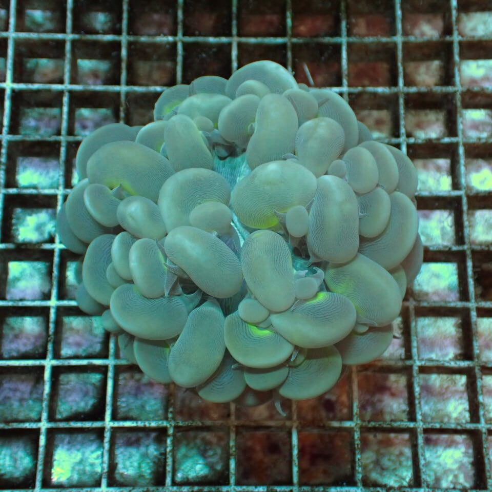 バブルコーラル | HOUSE REEF(ハウスリーフ)サンゴ・海水魚・海藻