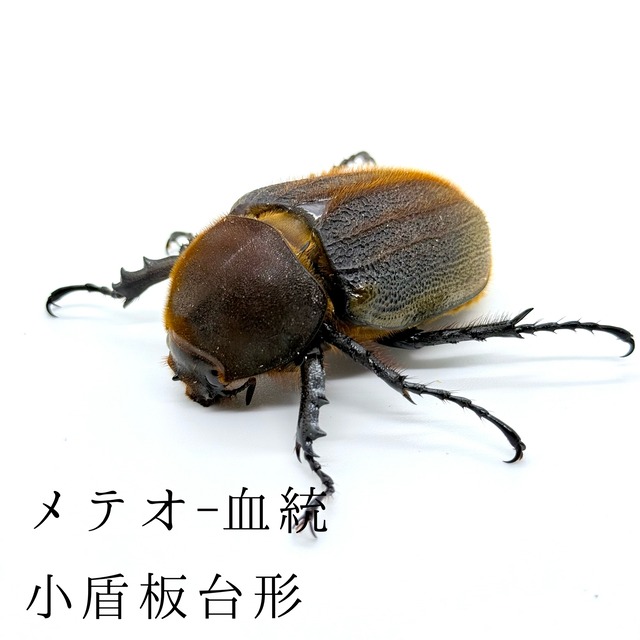 極太極短血統 / 成虫 / メス / 未後食 / ヘラクレスオオカブト