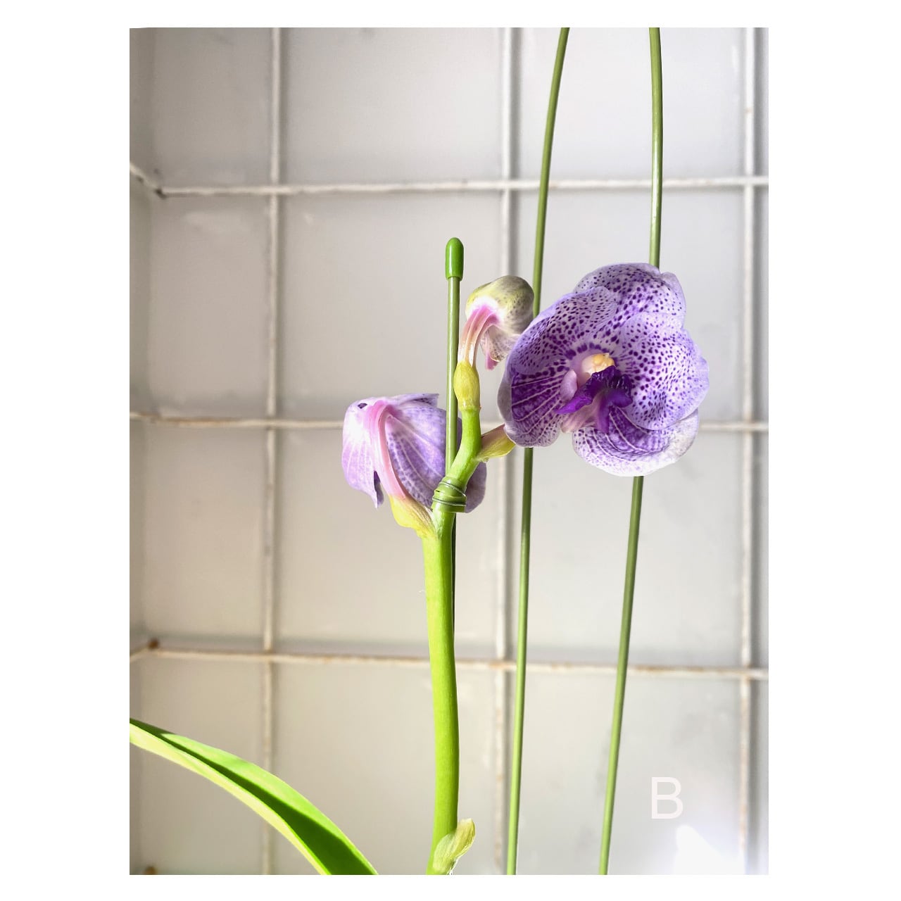 Vanda | Seeding