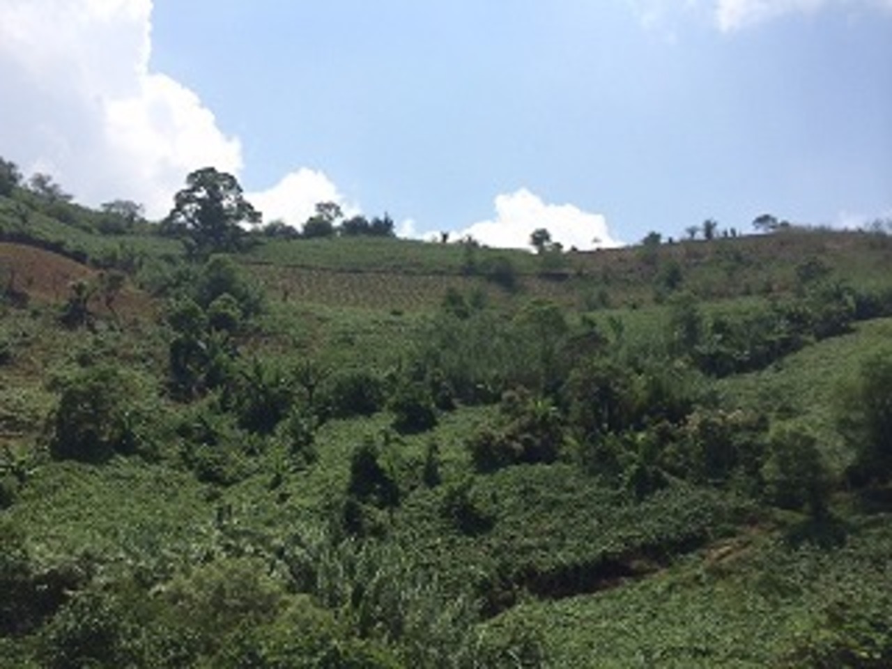 グァテマラ 【 リオ・コロラド農園 】100g 画像4