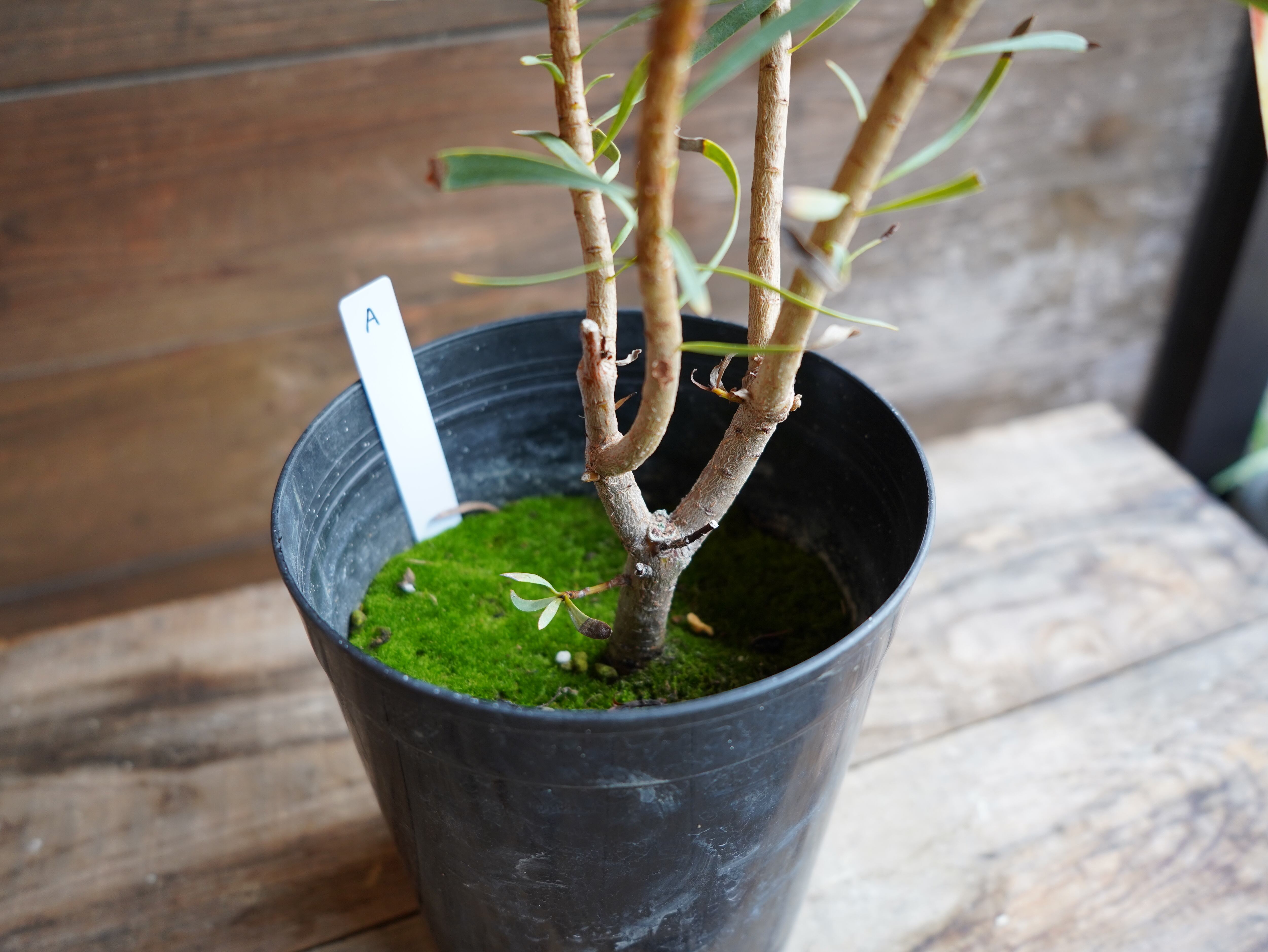 【現物】プロテア　”ルビーブラッシュ”　6号　A