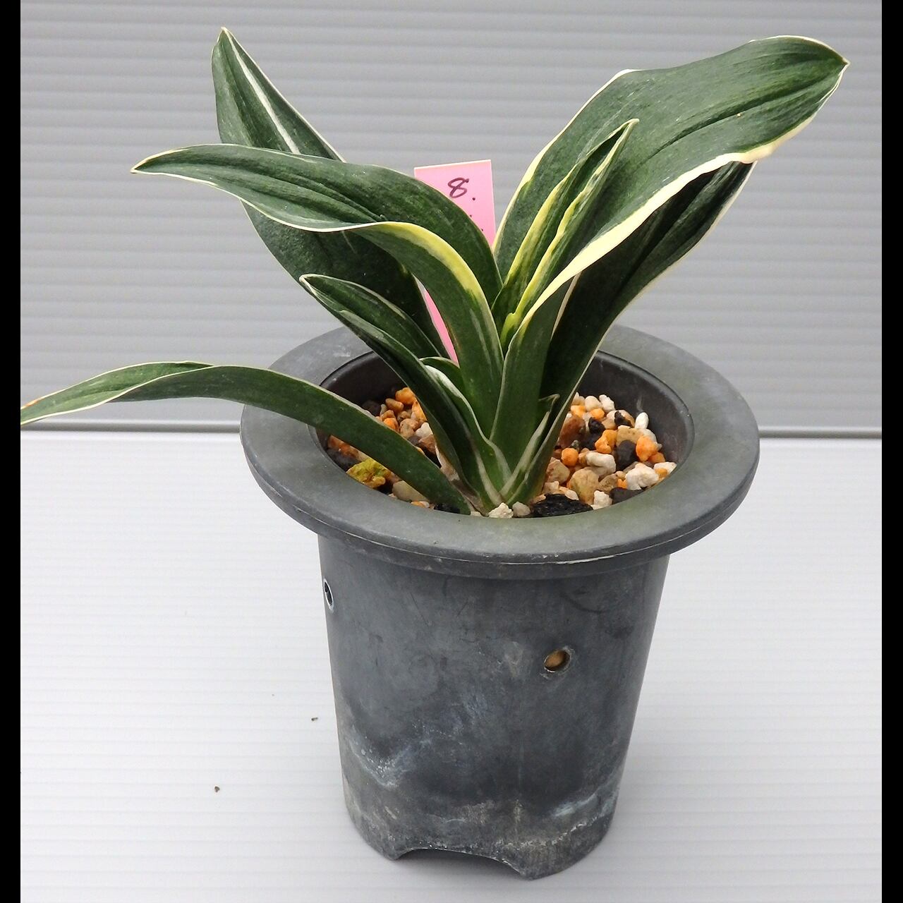 万年青（オモト）［日本国内向け］ | 森巣鬱林堂 / Morynos Utsurindo