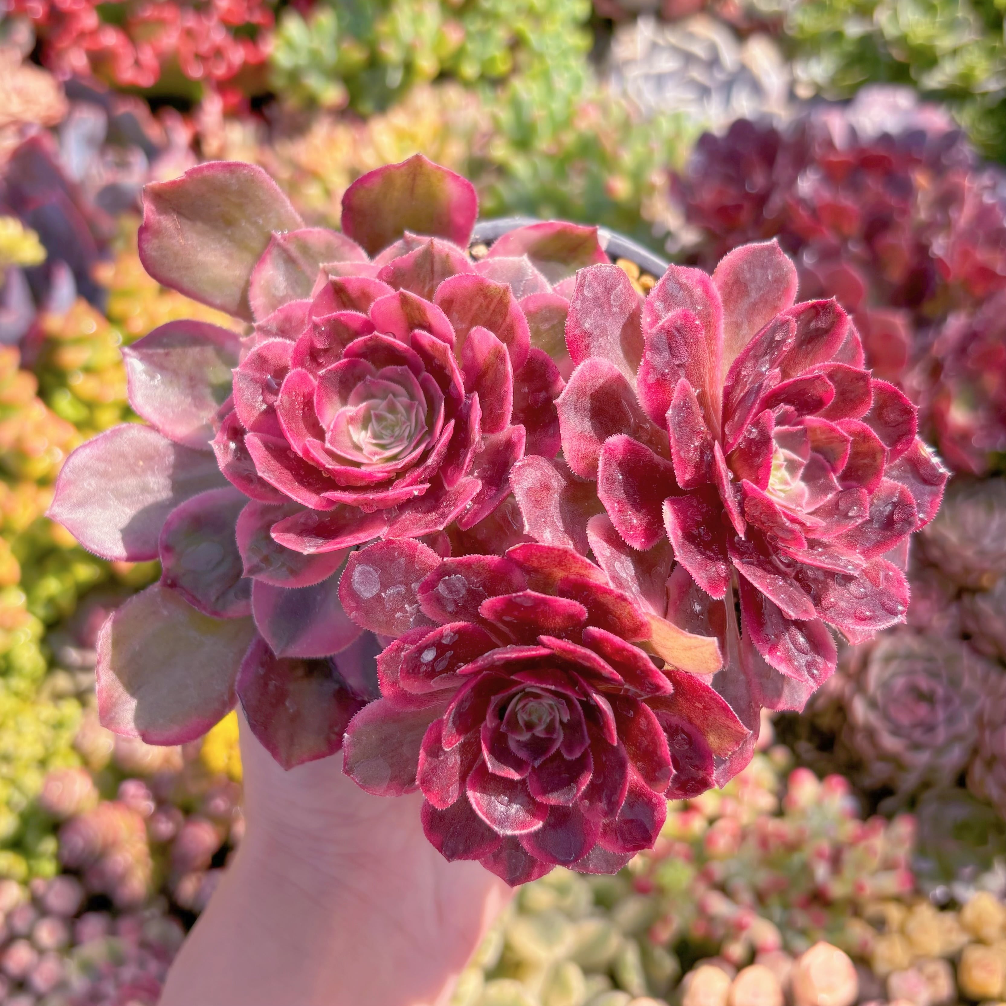 現品　新品種　クララ恋人(アエオニウム)#M231　　るる農園