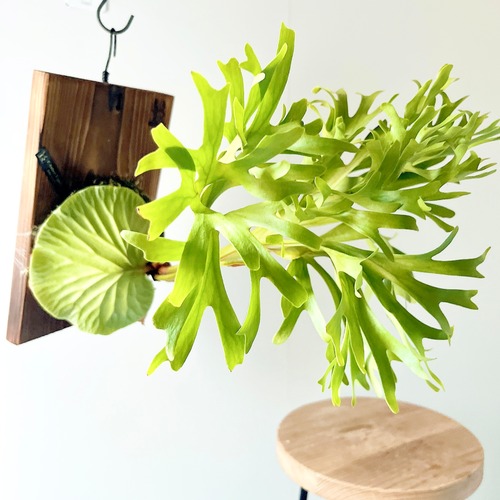 Platycerium ridleyi（ビカクシダ・リドレイ）板付け仕様 【現品販売】