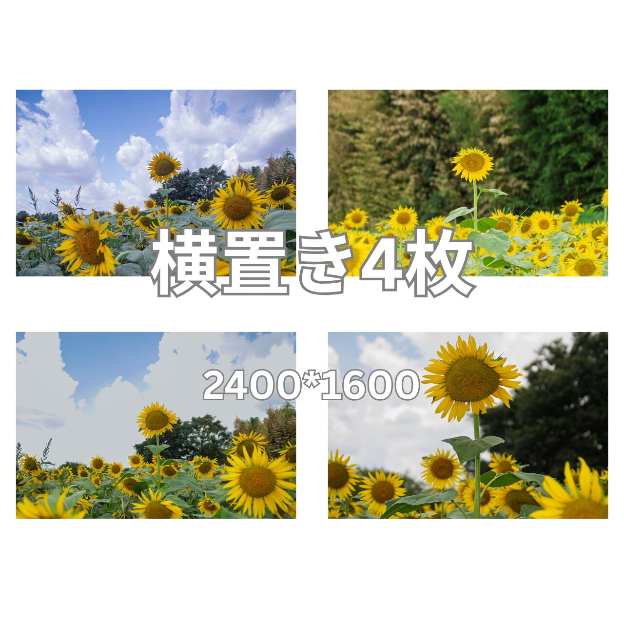 デジタル写真素材 4枚組 「ひまわり畑・3」サイズ 長編2400px×短辺1600px