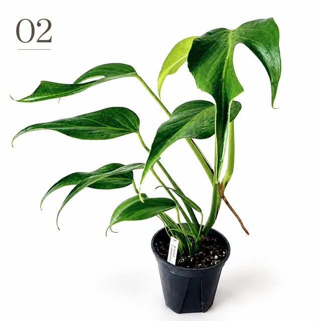 モンステラ バールマルクス フレーム 観葉植物 calm cafe