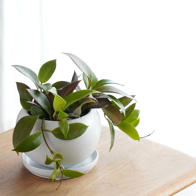 ホヤ オブスクラ Ayanas アヤナス 観葉植物のセレクトショップ 通販