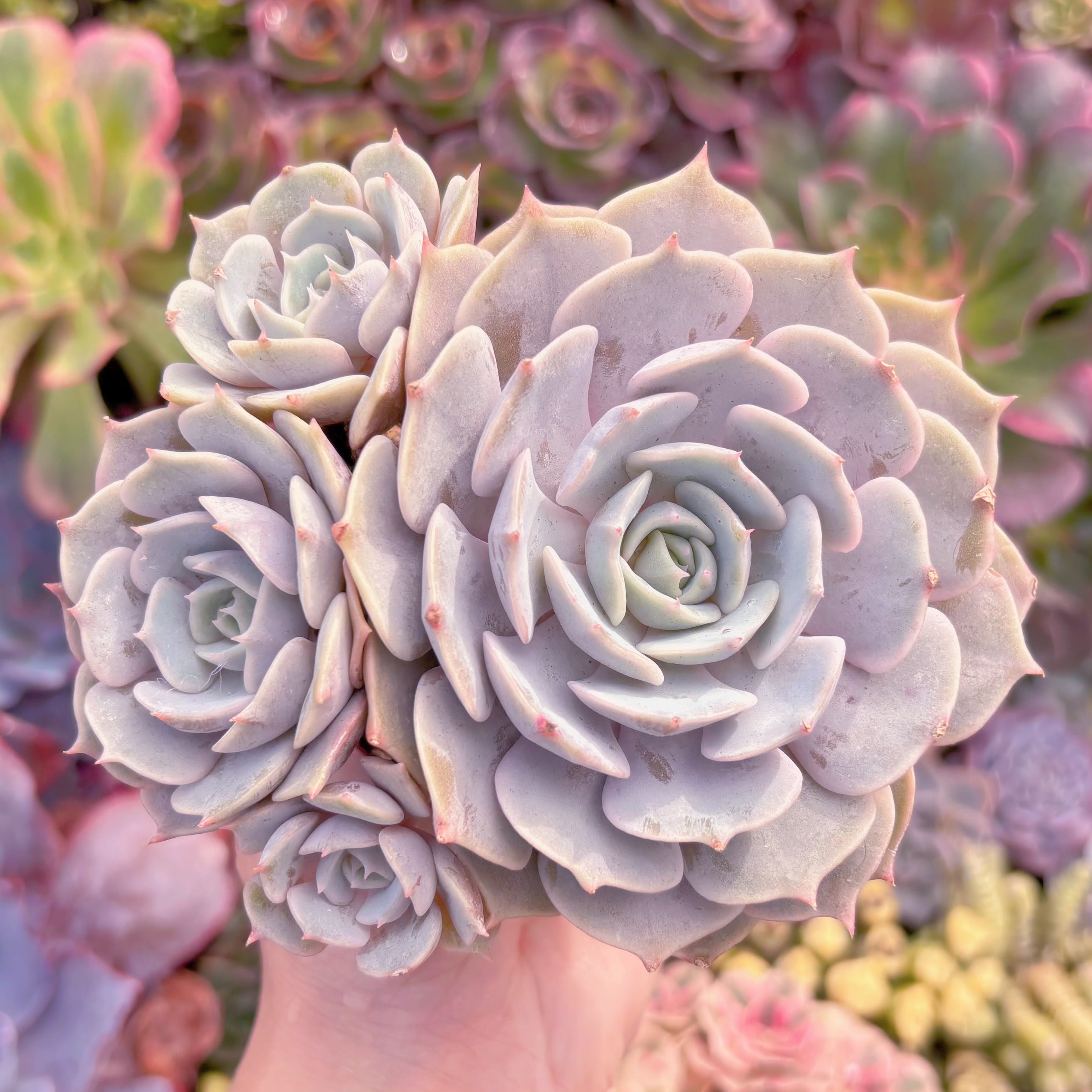 現品　ローラ#K045　群生　新入荷　るる農園