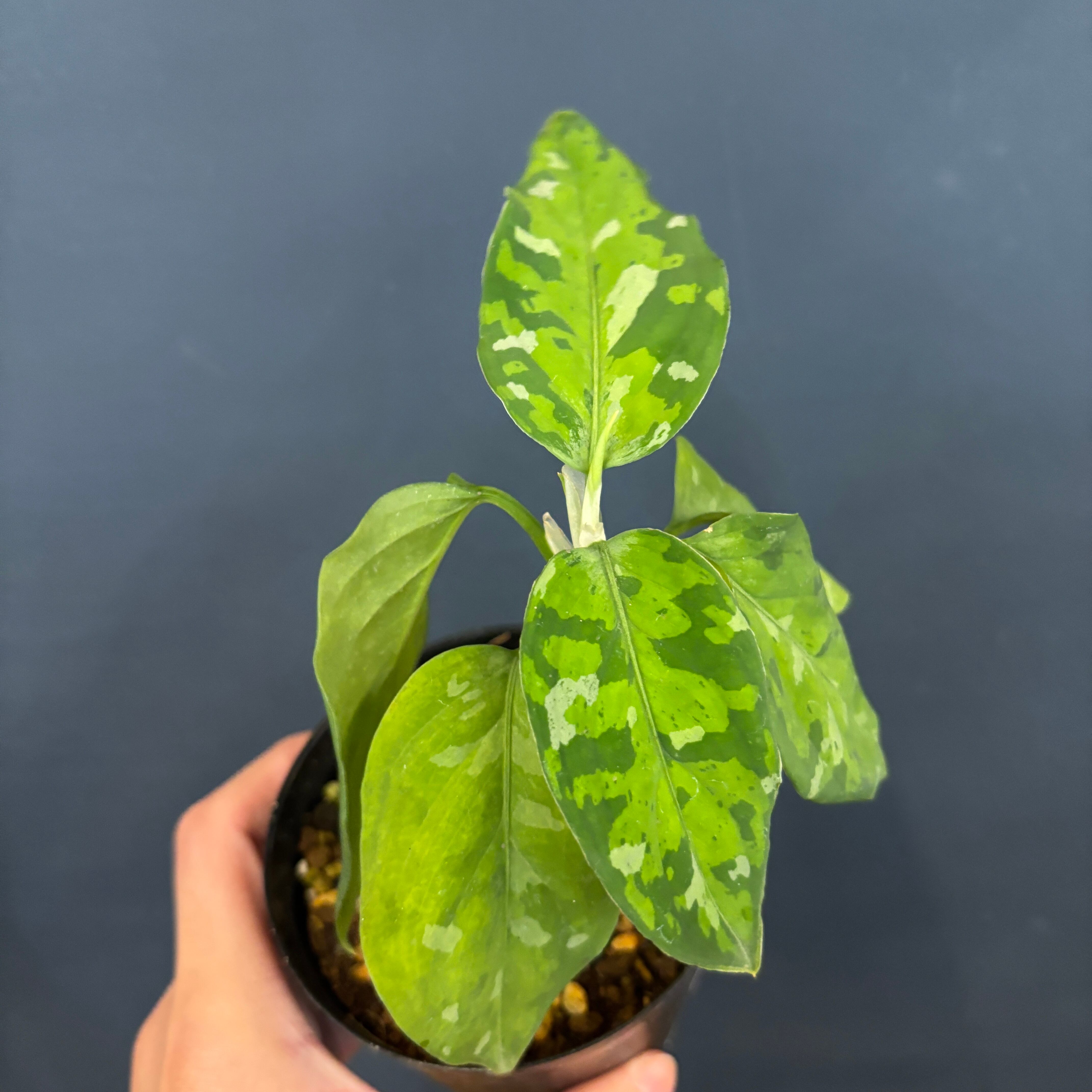 アグラオネマ ピクタム トリカラー【377】 | PROTOLEAF プロトリーフ