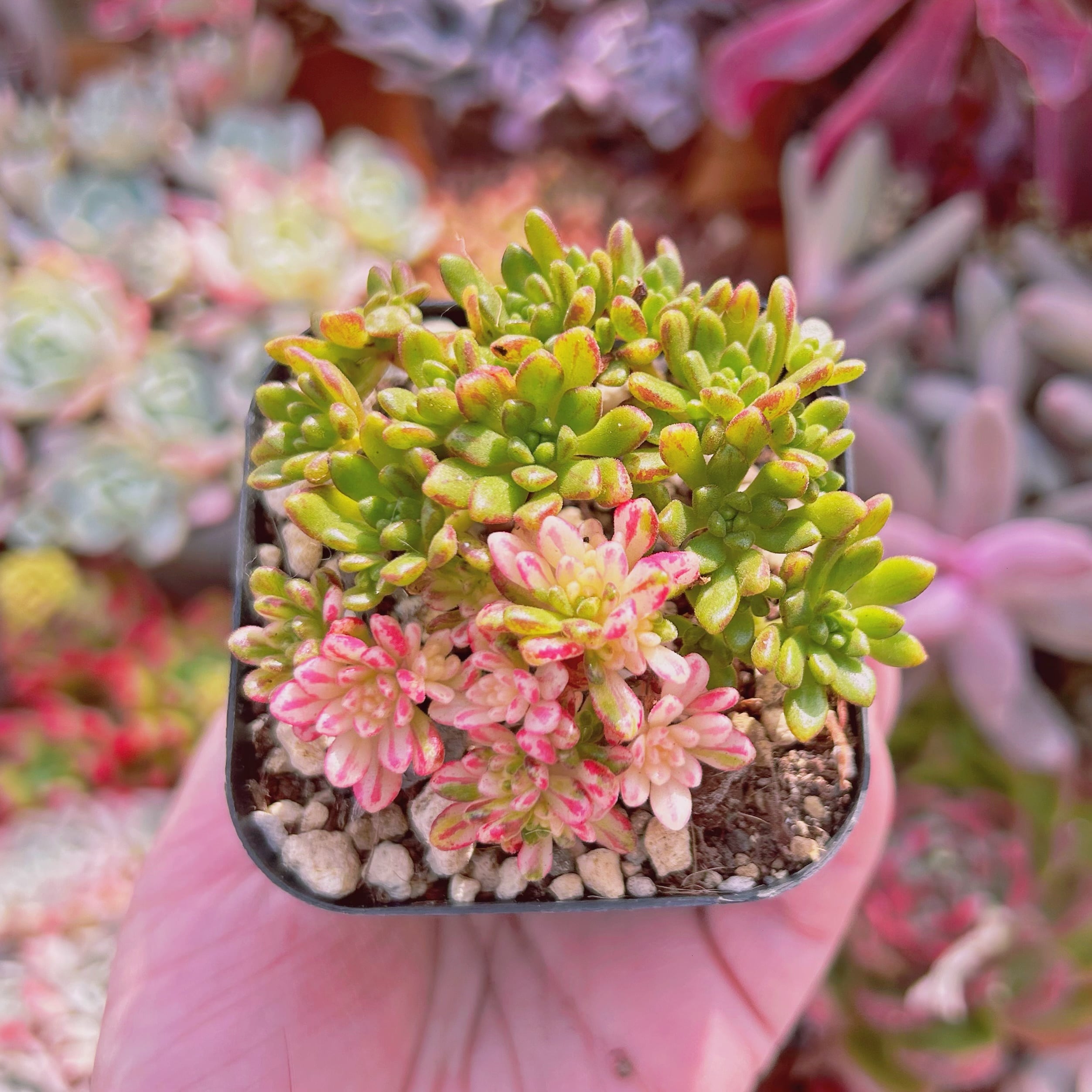 #599現物　多肉植物　小人祭り錦　抜き苗