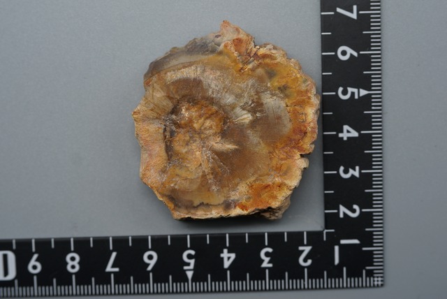 珪化木 Araucarioxylon ⑥