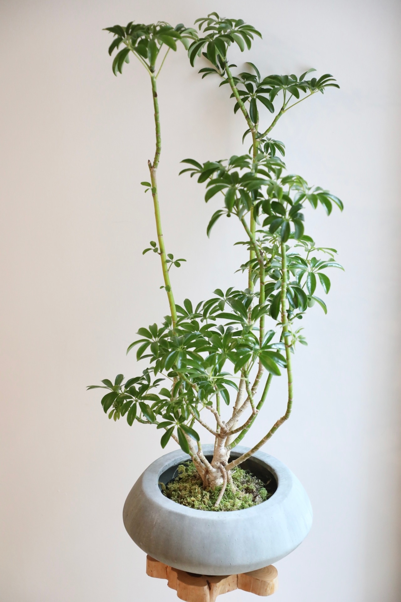 【L】シェフレラコンパクタ 盆栽仕立て/ Schefflera　※陶器鉢カバー付き