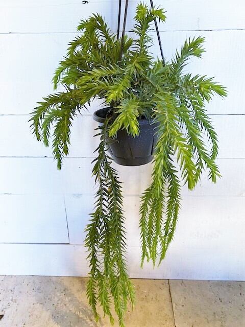人気品種♥】フペルジア ゴエベリー 吊り鉢 シダ