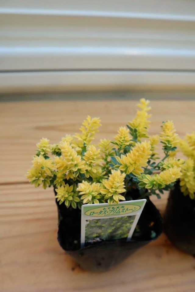 １ポットに２株！分けられるので寄せ植えにおすすめ！　カラーリーフ　ロータス・ブリムストーン　3号ポット　