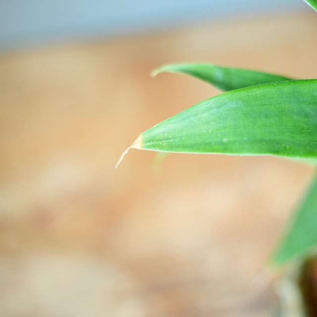 フリーセア オスピナエ 器セットA