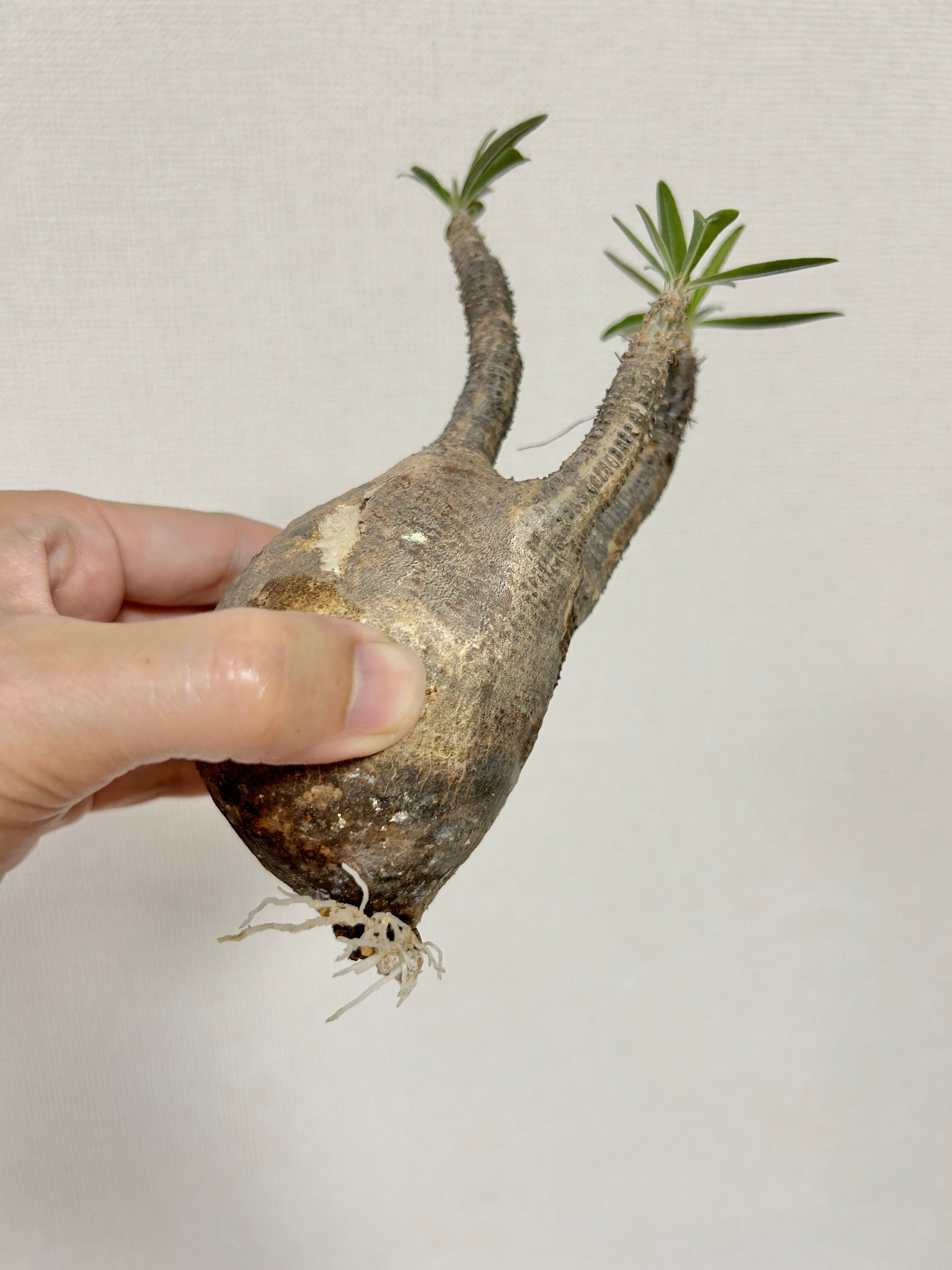 ≪ レア植物 ≫ユニークな曲線がつくる、癒しのコーデックス・グラキリスの鉢植え（現地株／発根済）｜シンプルでお部屋を選ばない手作りモルタル鉢