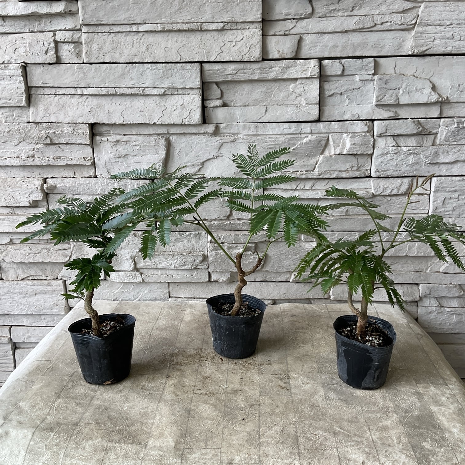 エバーフレッシュ ACTUS購入品／高さ160cm・室内育成・美形株 観葉植物】エバーフレッシュ 盆栽仕立て | 橋本種苗園