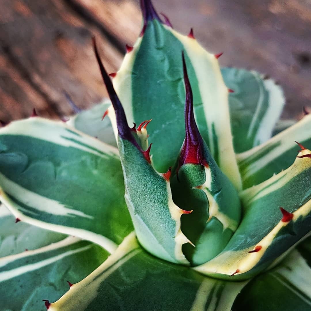 no.1 アガベ クリームスパイク Agave cream spike 【発根済】 | 多肉