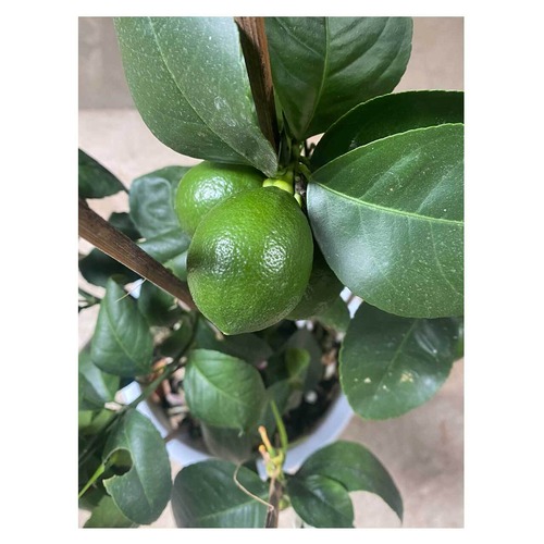 Lemon（Villa franca）
