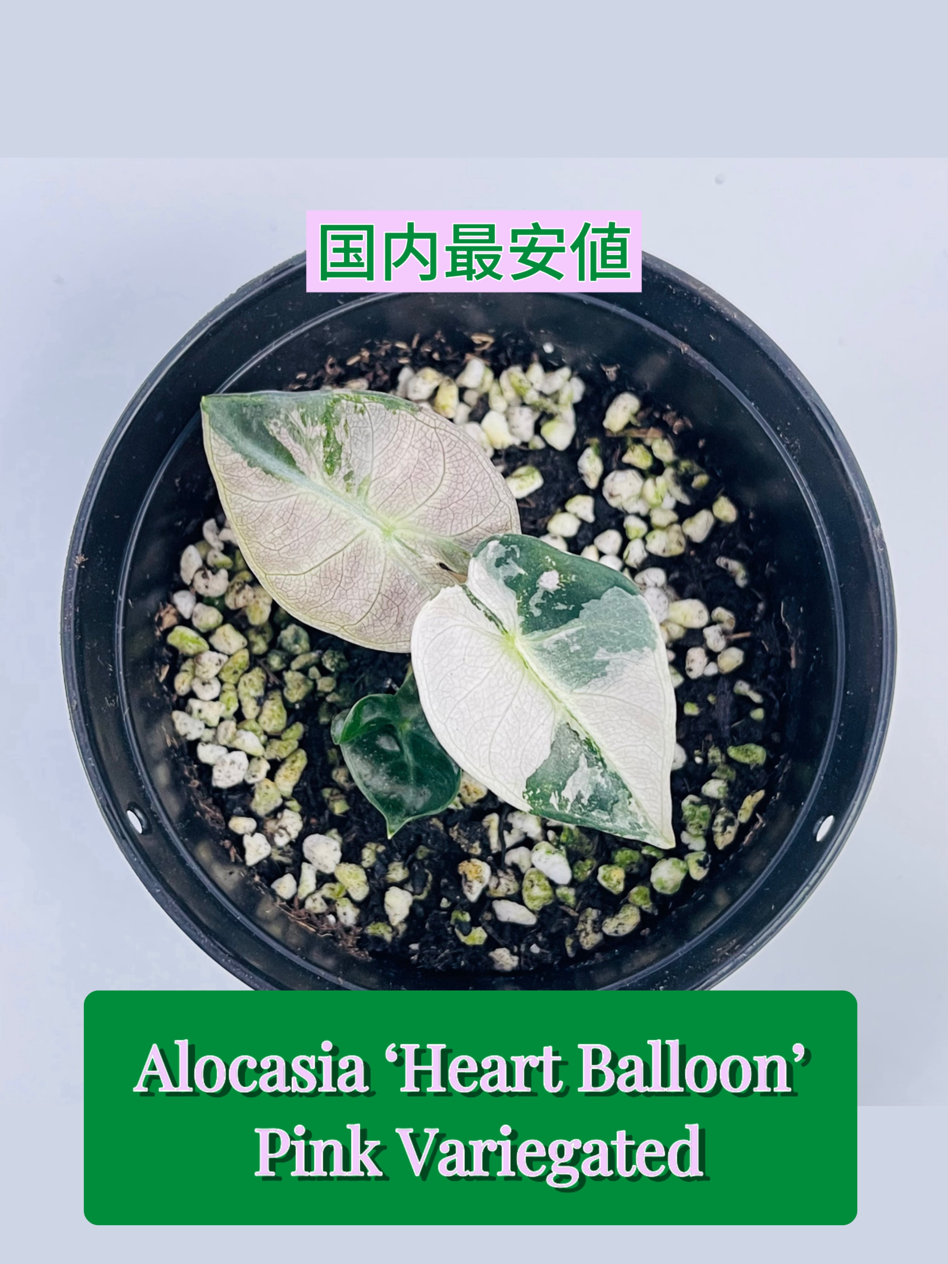 予約販売】Alocasia 'Heart Balloon' Pink Albo｜アロカシア ハート