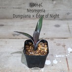 【送料無料】DungsianaｘEdge of Night〔ネオレゲリア〕現品発送N0014-C
