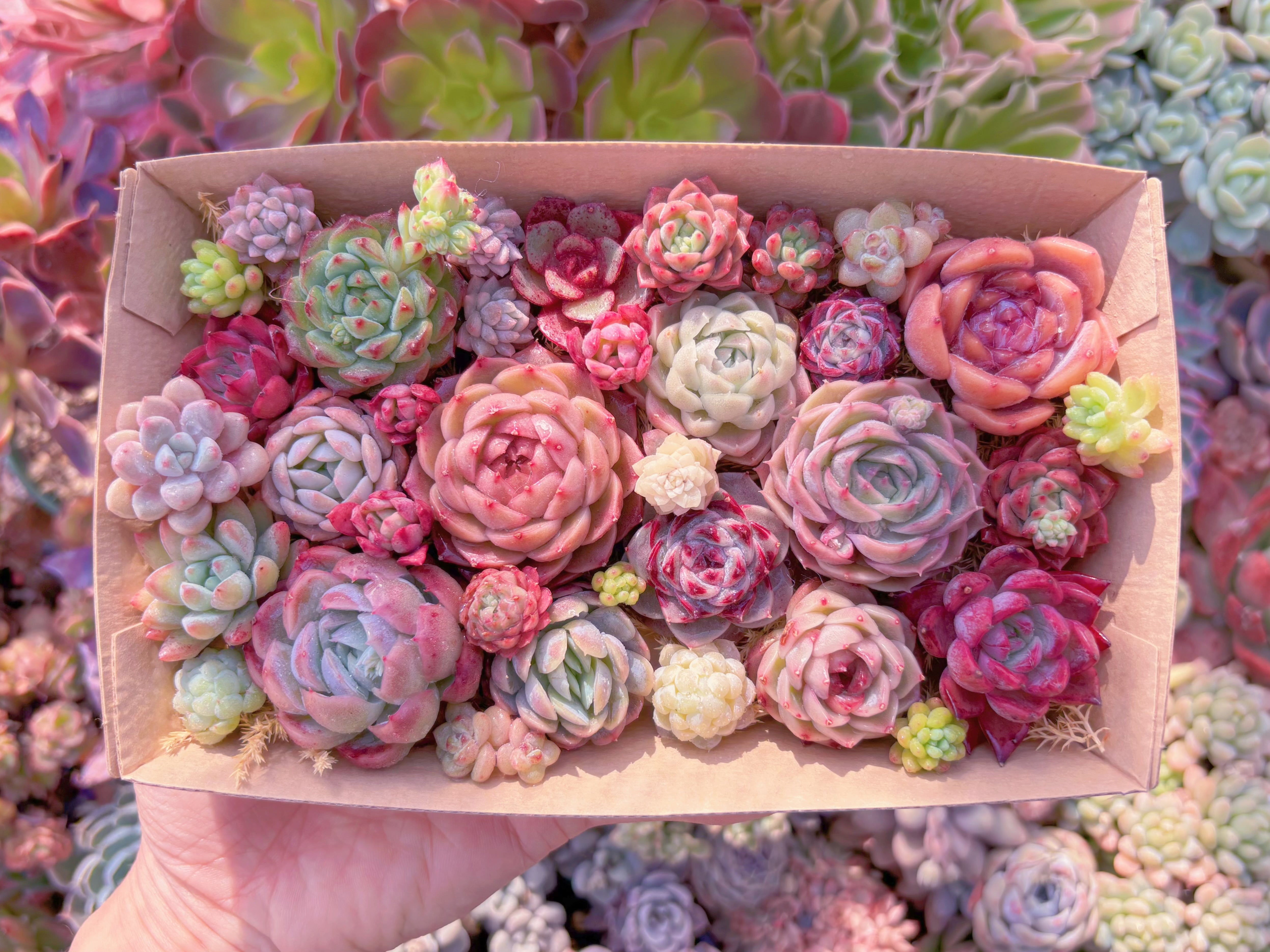 現品　寄せ植えセット#3016　12cmx20cm　るる農園