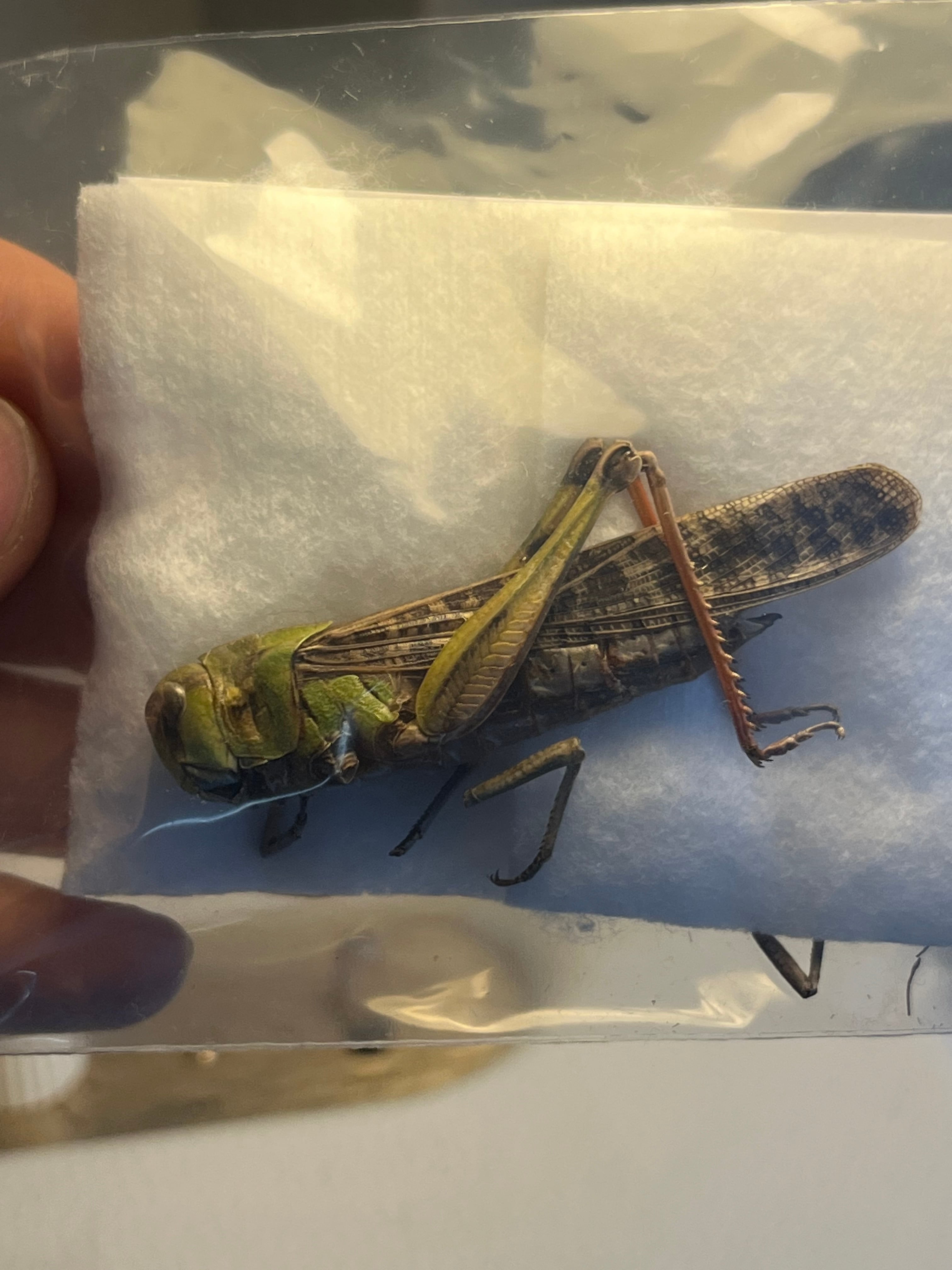63mm】トノサマバッタ褐色型 殿様飛蝗コオロギ 昆虫標本 直翅類