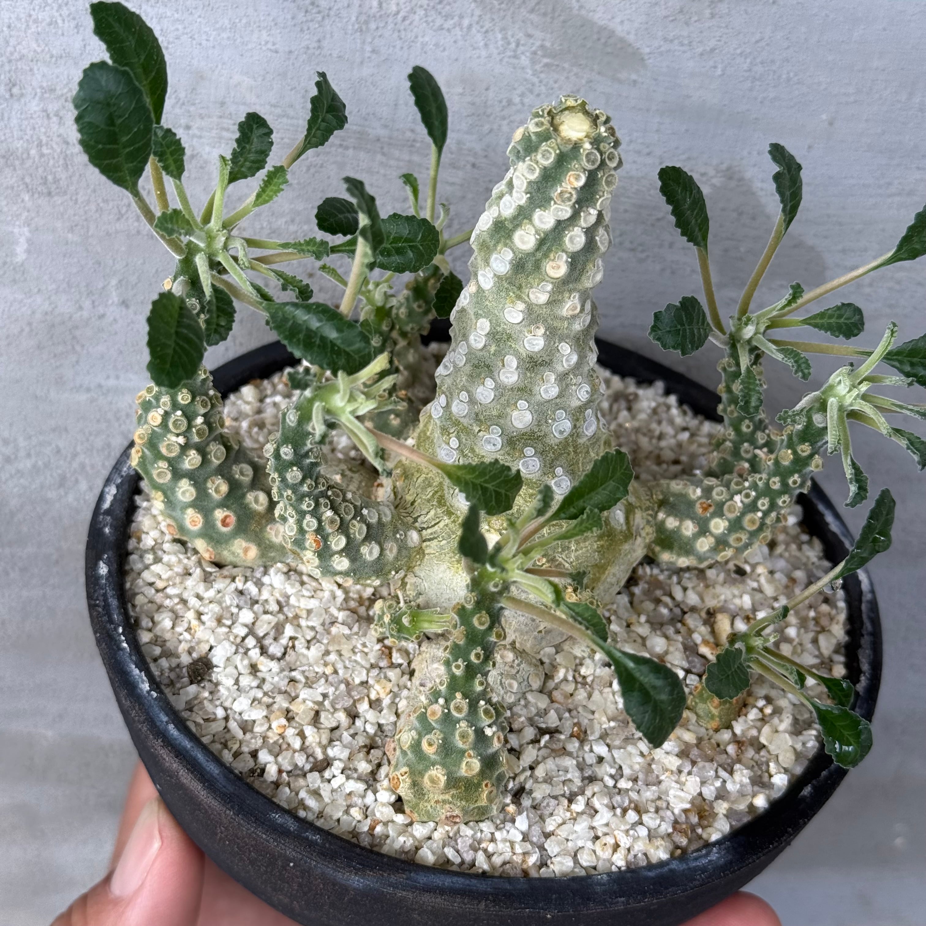植物 ×鉢】ドルステニア ラブラニー × 陶器鉢 Dorstenia lavrani | A