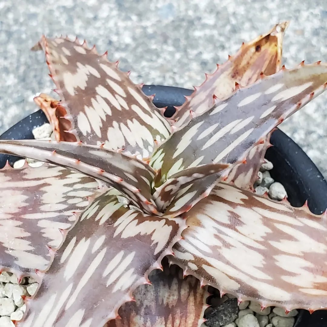 F00471_Aloe peckii x hemmingii（ROURUSANCO）：アロエ・ハイブリッド