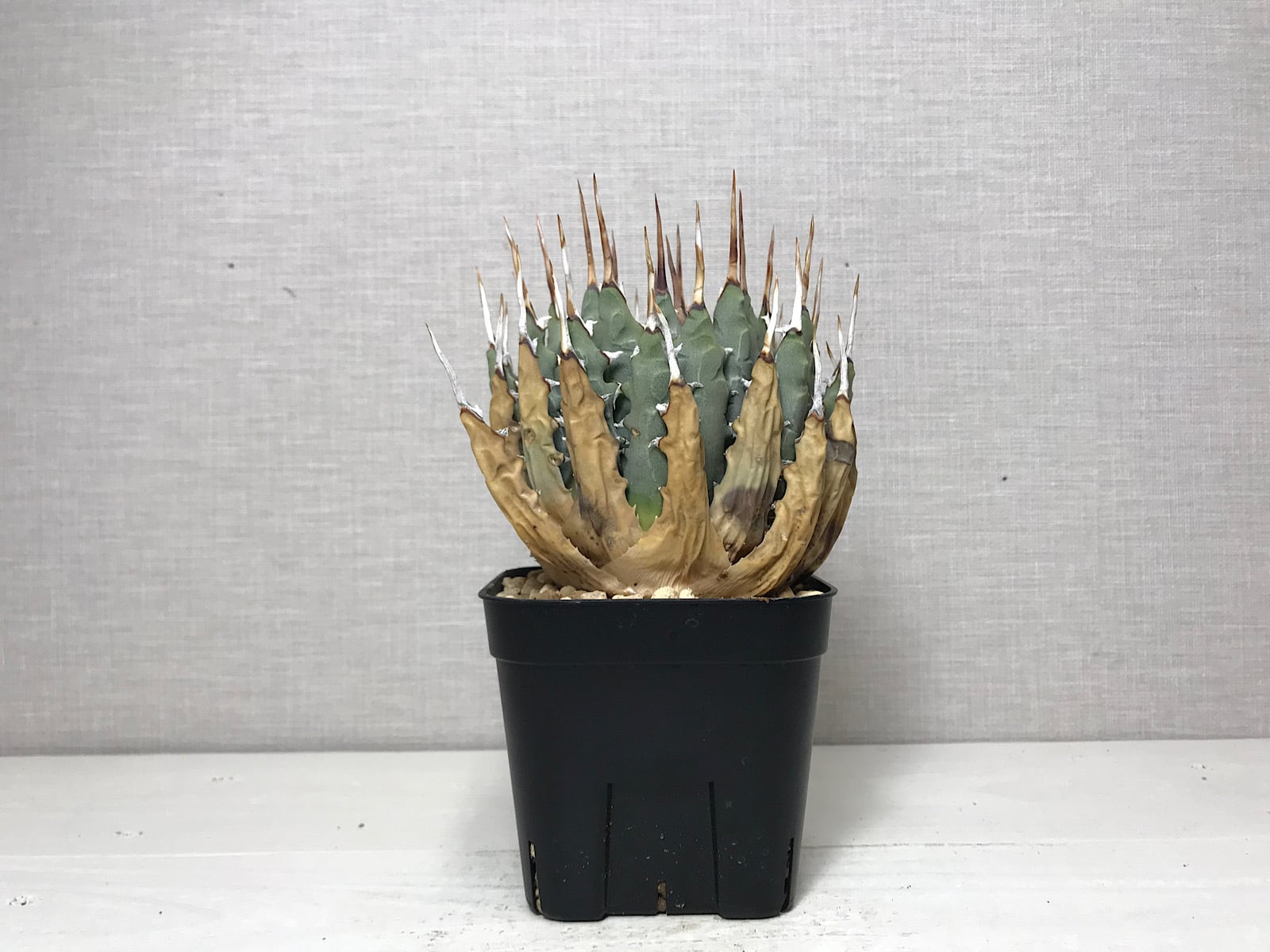 アガベ ユタエンシス エボリスピナ