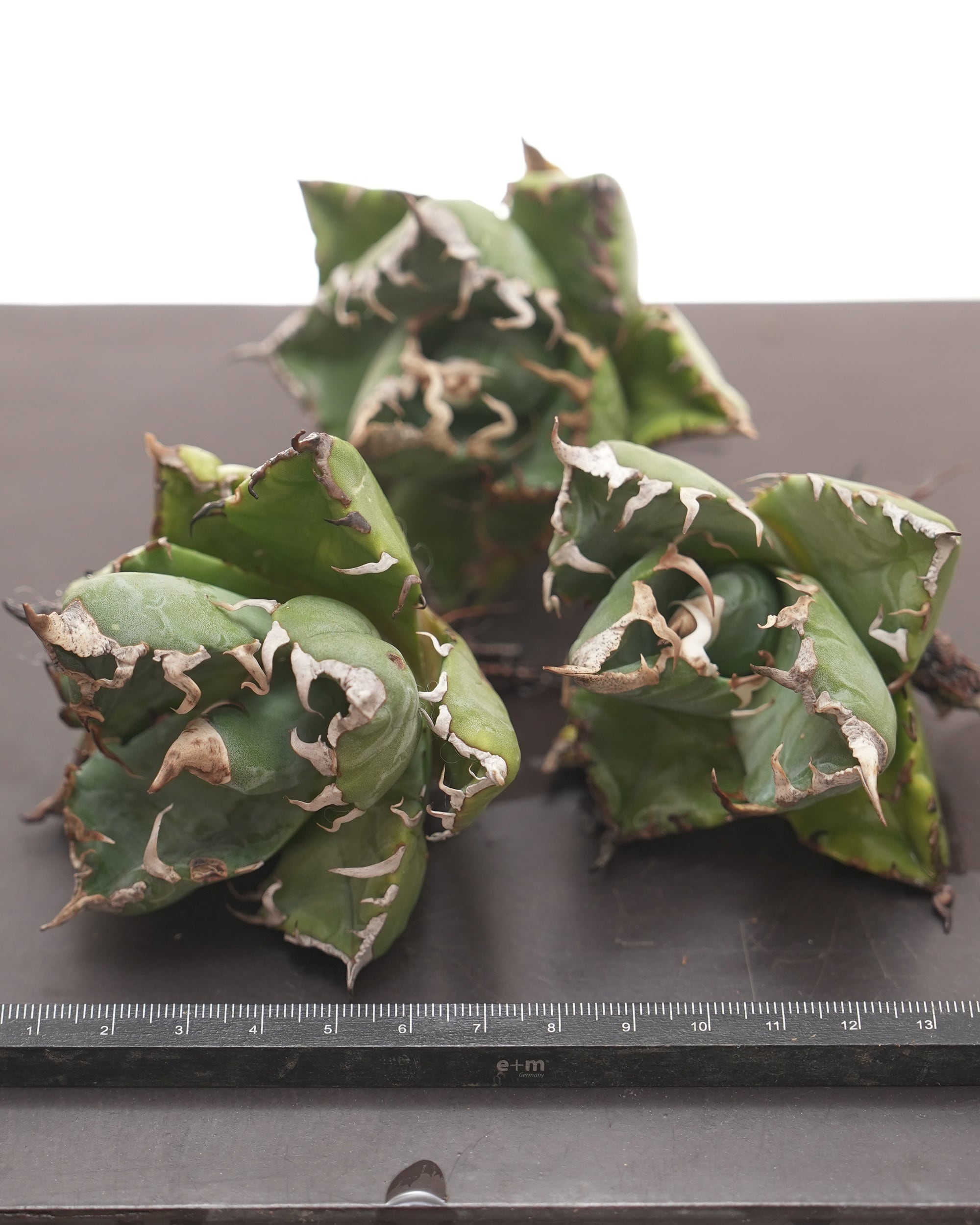 アガベ オテロイ オアハカ強棘タイプ（斑入り？） 発根済み C-01