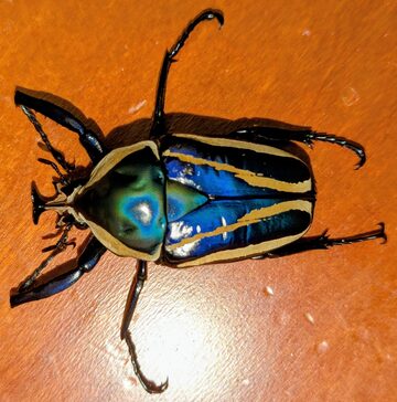 DH ヘラクレス オオカブト 成虫 ♂♀ ペア ♂156mm ♀フリーサイズ 