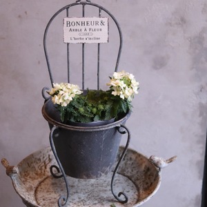 mondimanche 宿根草　バーベナ　ヴァネッサ　ライム｜寄植えにオススメ　長く楽しめるお花です