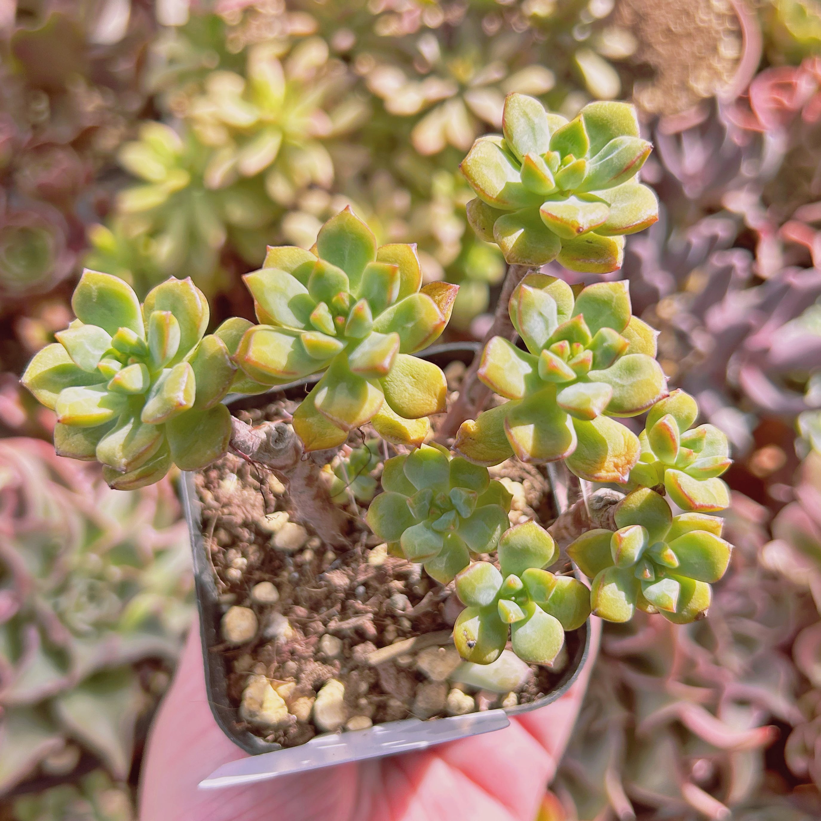 現物 多肉植物 sedum スピア 抜き苗 | るる農園~多肉植物専門