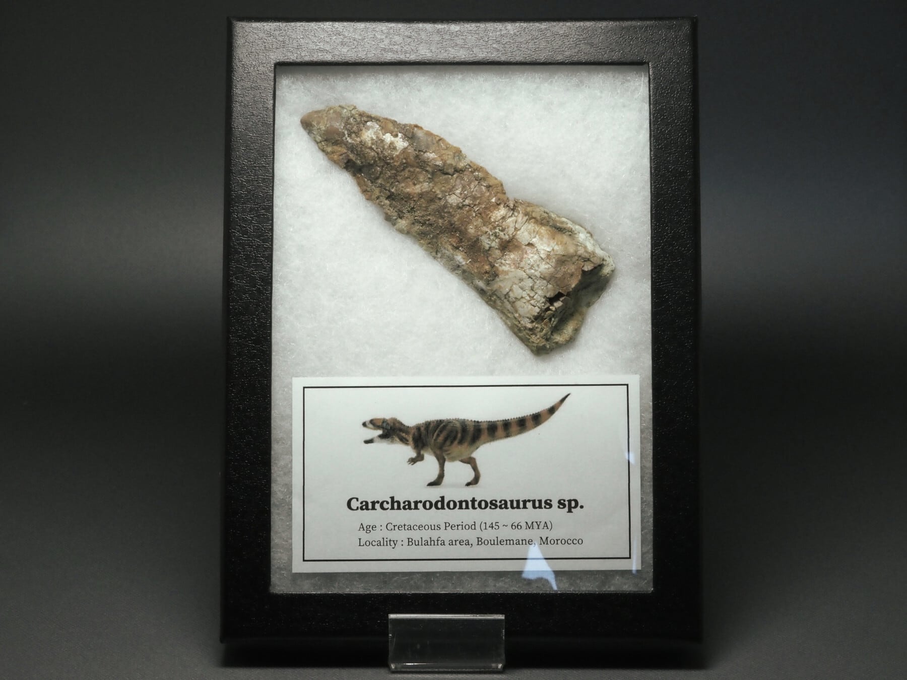 爪と歯の化石 デルタドロメウス デルタドロメウス - Wikipedia 爪と歯の化石 デルタドロメウス