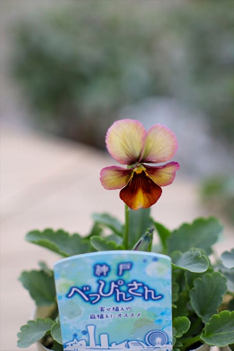 2026カレンダー【壁掛けタイプバスケット】 | オニ通