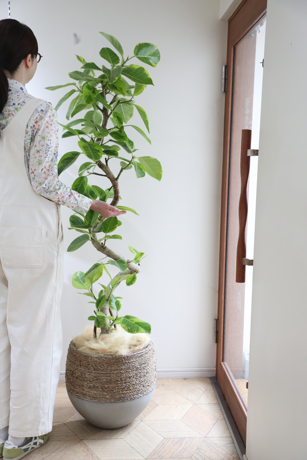 【L】【渋谷区周辺エリア/配送料無料】【175cm】フィカス アルテシマ/Ficus Altissima　※鉢カバー別