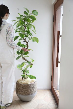 【L】【渋谷区周辺エリア/配送料無料】【175cm】フィカス アルテシマ/Ficus Altissima　※鉢カバー別