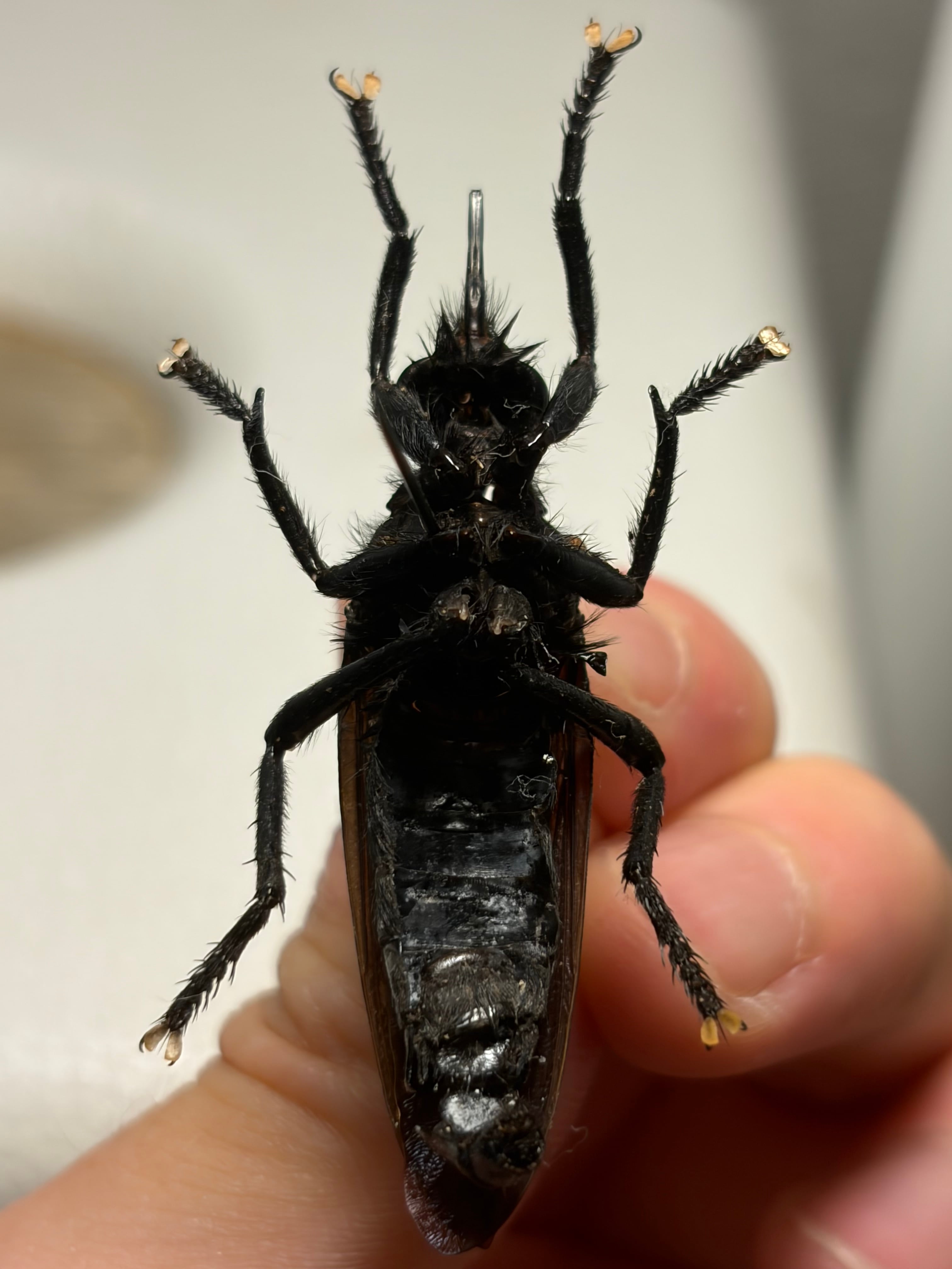 蠅最大級】ベルゼバブのようなムシヒキアブ科の一種 標本 メガララ