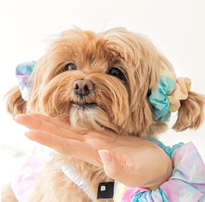 即納【BITEME】Sherbet Bear Scrunchie for furry friends (2colors)