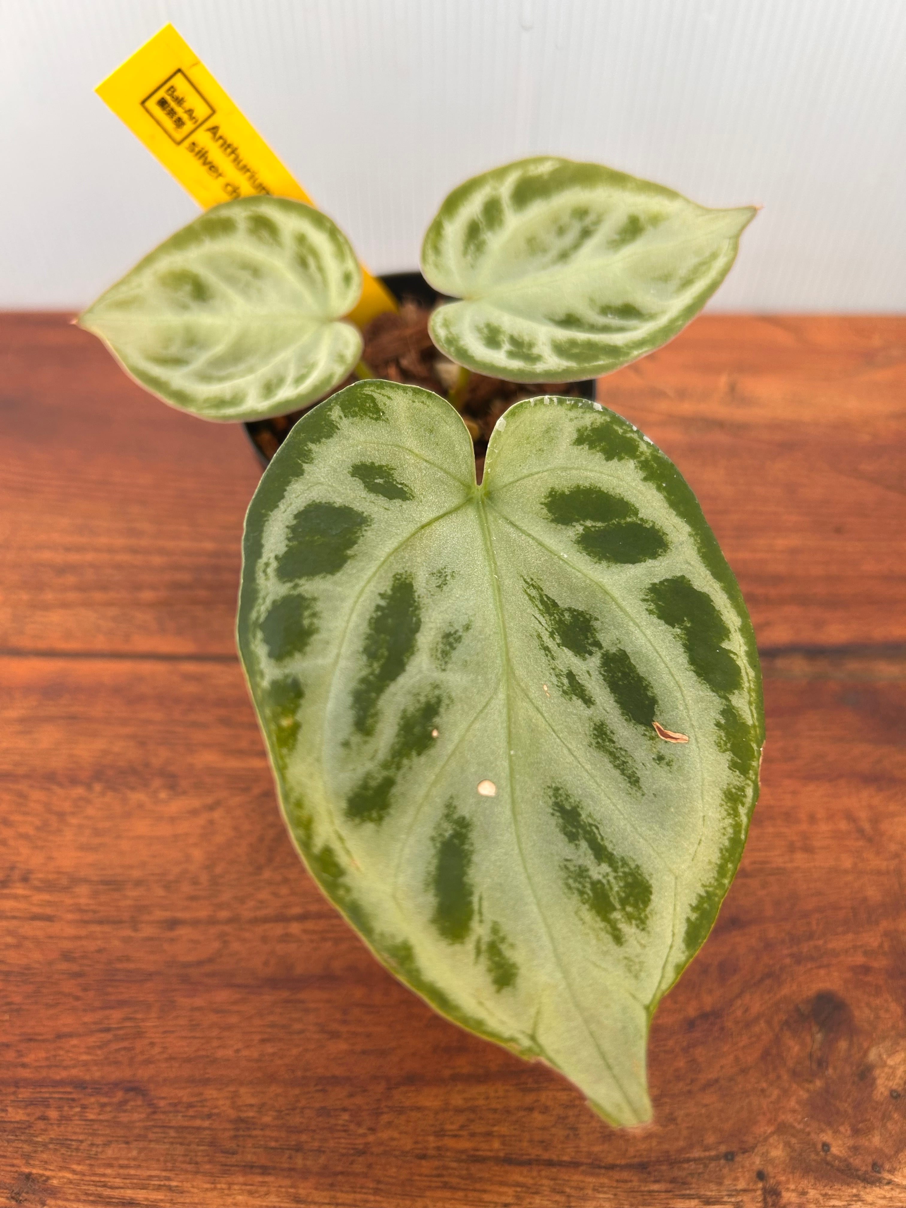Anthurium | BALI-AN 園芸