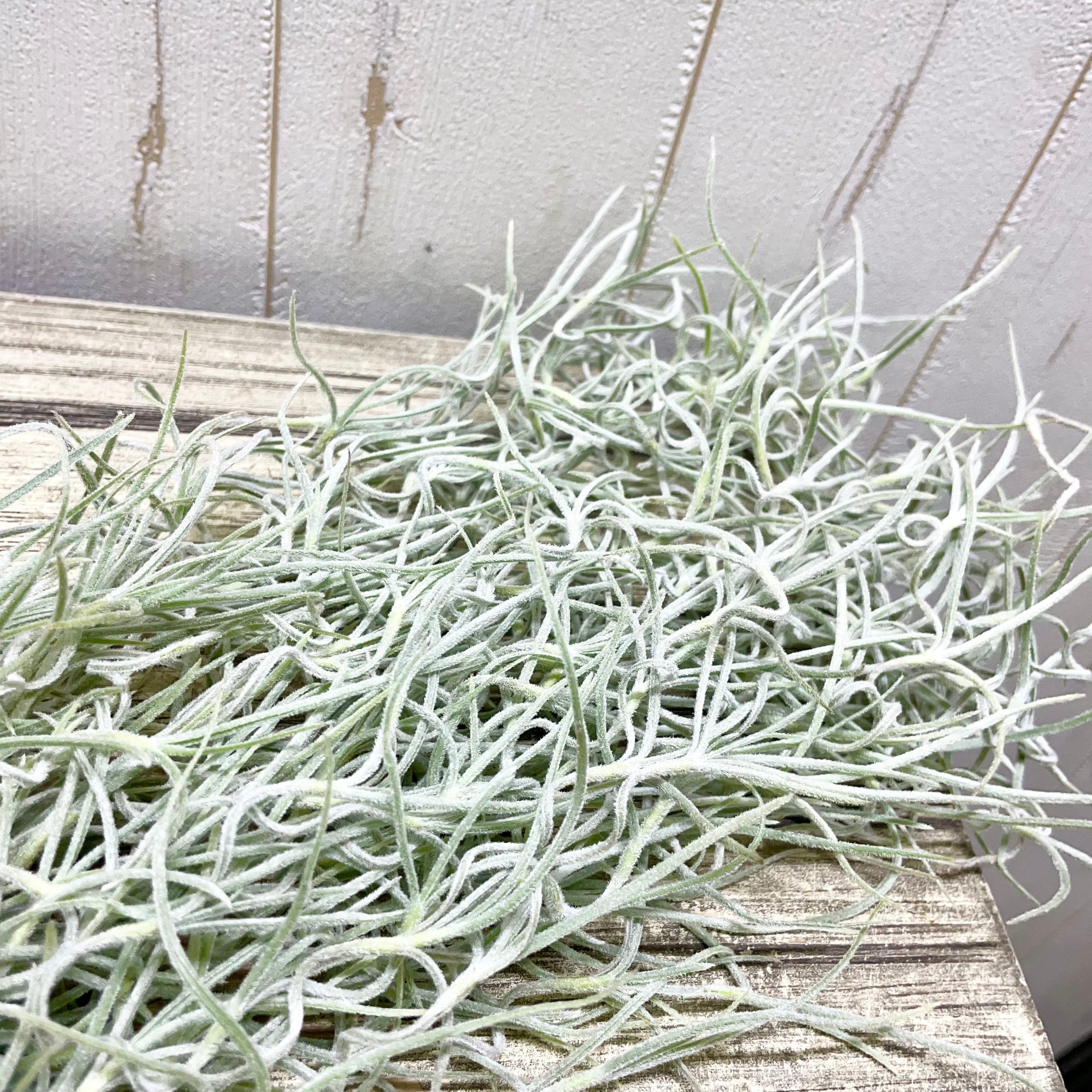 【専用商品】　チランジア　ウスネオイデス　大束8つ　スパニッシュモス 専用商品】 チランジア ウスネオイデス 大束8つ スパニッシュモス 専用