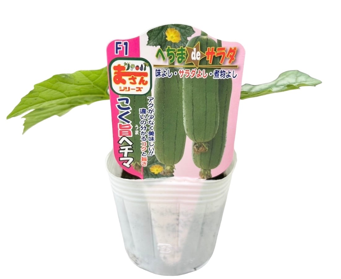 沖縄島野菜苗2本セット「サラダヘチマ」 | wakabaseed