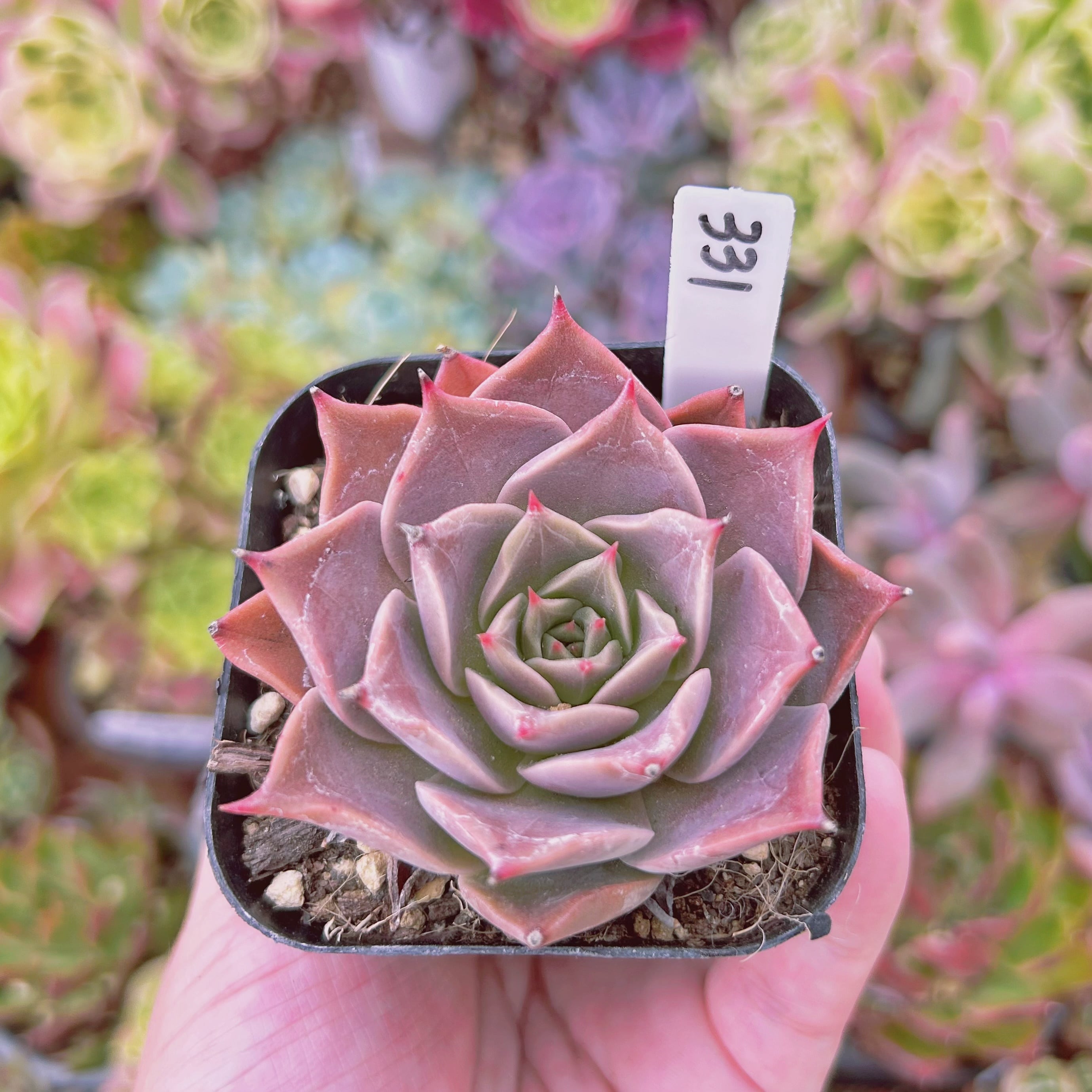 331現物 多肉植物 ミヤ 抜き苗 | るる農園~多肉植物専門